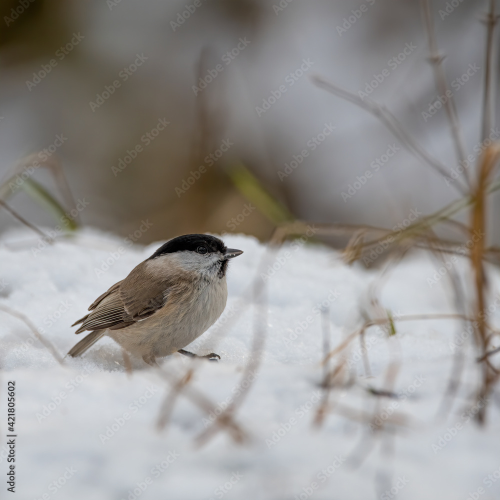 Obraz premium bird, natur, wild lebende tiere, tier, weiß, ast, winter, wild, schnabel