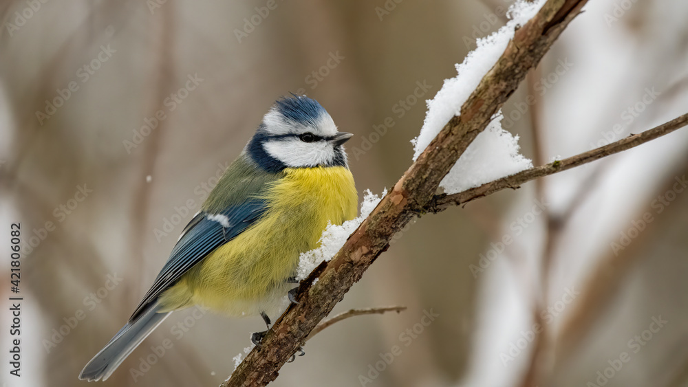 bird, natur, wild lebende tiere, tier, blau, ast, wild, blaumeise, sitzen, schnabel bird, natur, wild lebende tiere, tier, blau, ast, wild, blaumeise, sitzen, schnabel