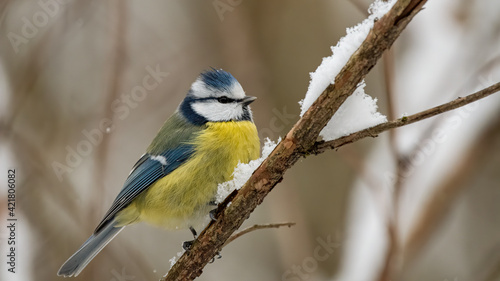 bird, natur, wild lebende tiere, tier, blau, ast, wild, blaumeise, sitzen, schnabel