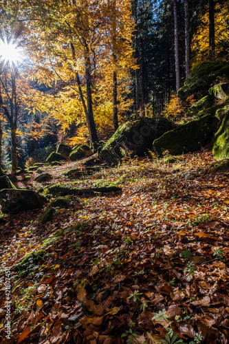 autumn in the forest