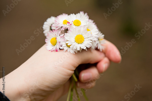 Mothers day theme. Bunch of meadow sunshine flowers. Spring celebration bouquet. Picture of hand with Daisy Bellis. Early flowers. Emotional present.