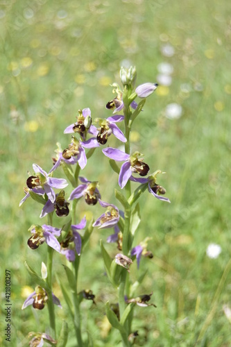 Wild Orchid plant in the grass