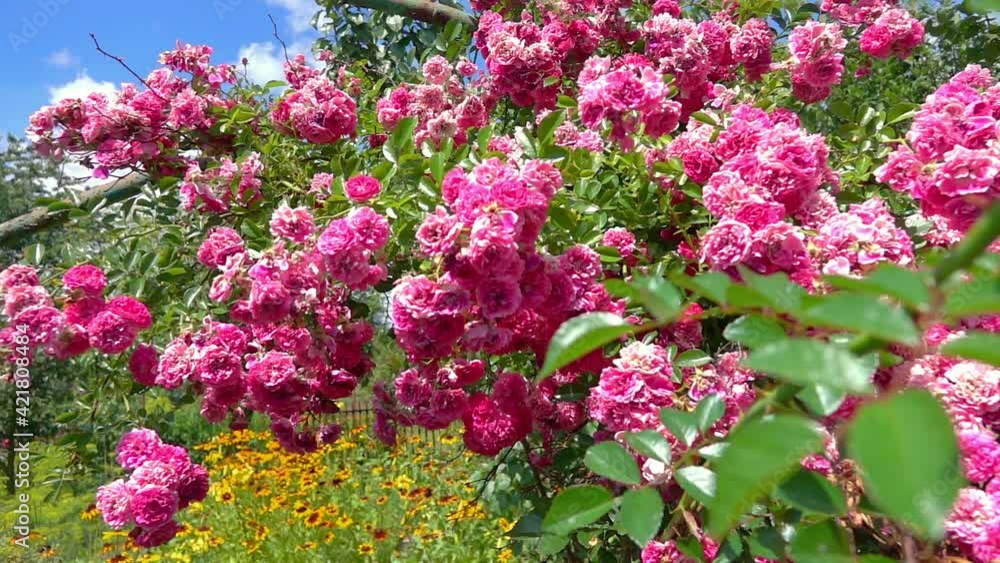 Roses in the garden background in slow motion 250fps Roses in the garden background in slow motion 250fps