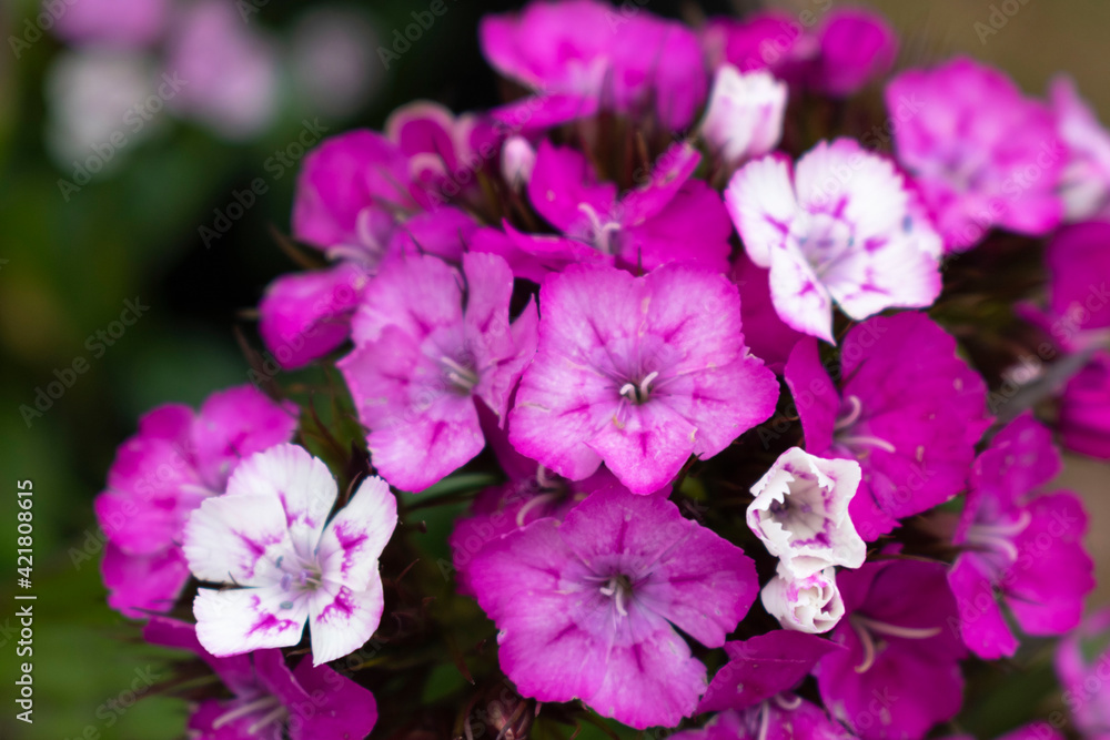 close up of small an beautiful flowers close up of small an beautiful flowers