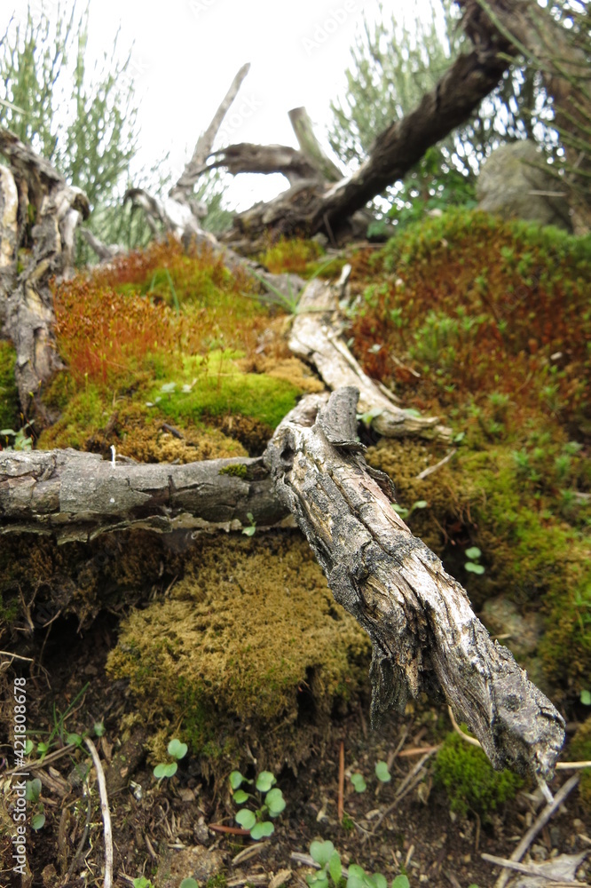 View of a dead tree trunk covered with moss and lichens in the forest
