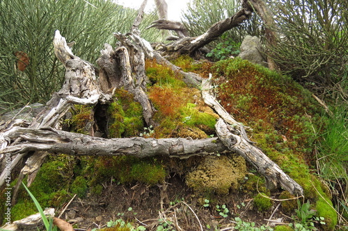 View of a dead tree trunk covered with moss and lichens in the forest