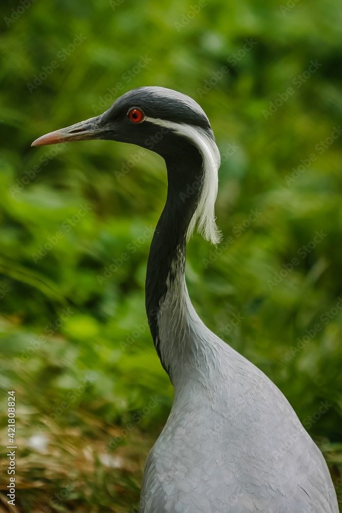 Black stork-beautiful big bird on a green background