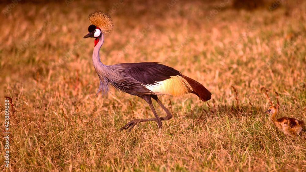 Fototapeta premium Grey crowned crane with colt