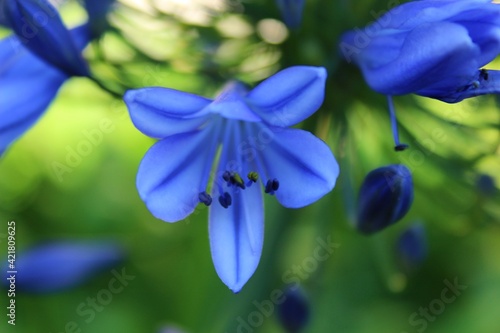 Flowers in Kirstenbosh botanical garden, Cape Town, South Africa