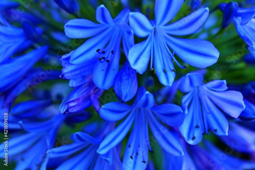 Flowers in Kirstenbosh botanical garden, Cape Town, South Africa