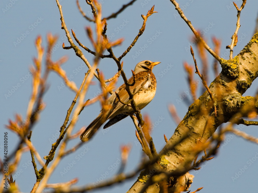 Obraz premium The fieldfare (Turdus pilaris) on a branch.