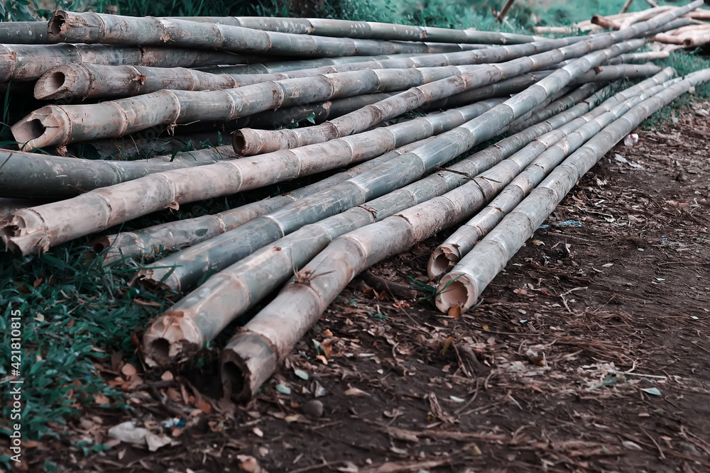 bamboo pile
bamboo pile