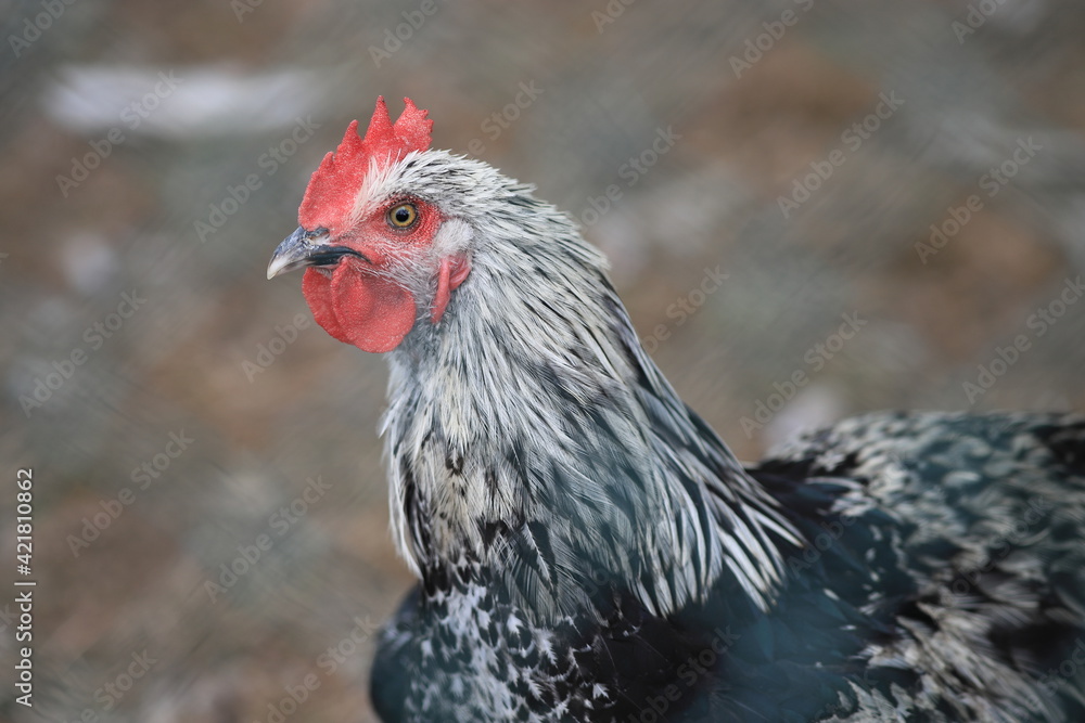 Naklejka premium Freiland