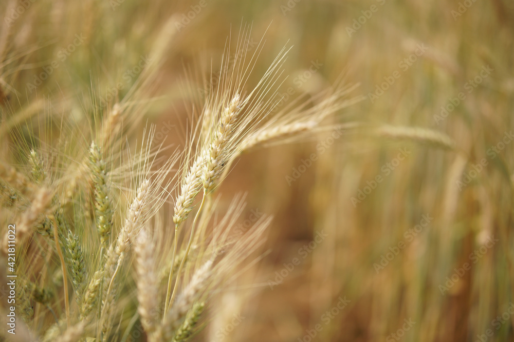 wheat barley rice growing in paddy field in farmland wheat barley rice growing in paddy field in farmland