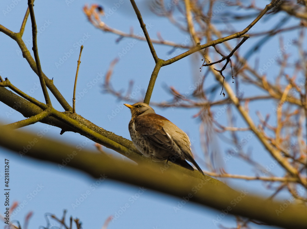 The fieldfare (Turdus pilaris) on a branch. The fieldfare (Turdus pilaris) on a branch.