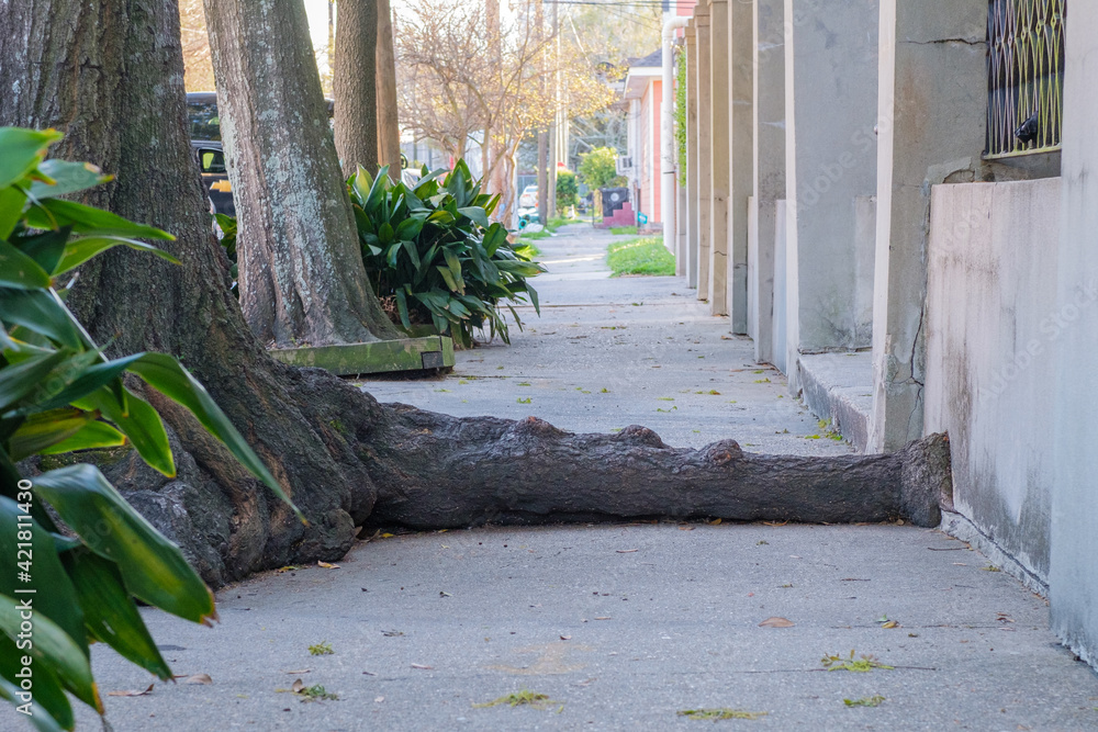 Live oak tree root blocks sidewalk in residential neighborhood