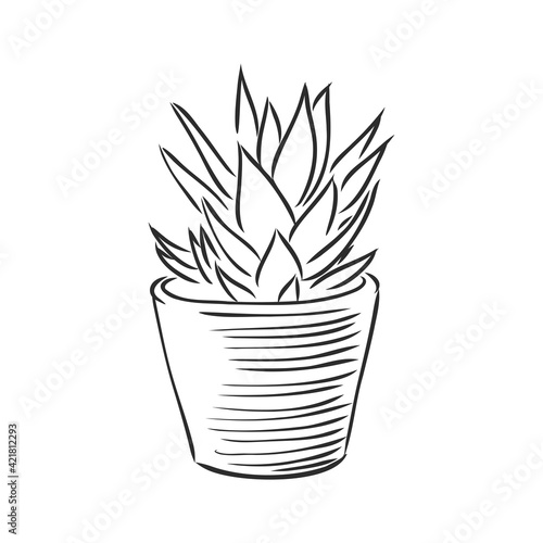 Sansevieria trifasciata hand drawn vector outline doodle icon. Decorative potted house plant sketch illustration for print, web, mobile and infographics isolated on white background.
