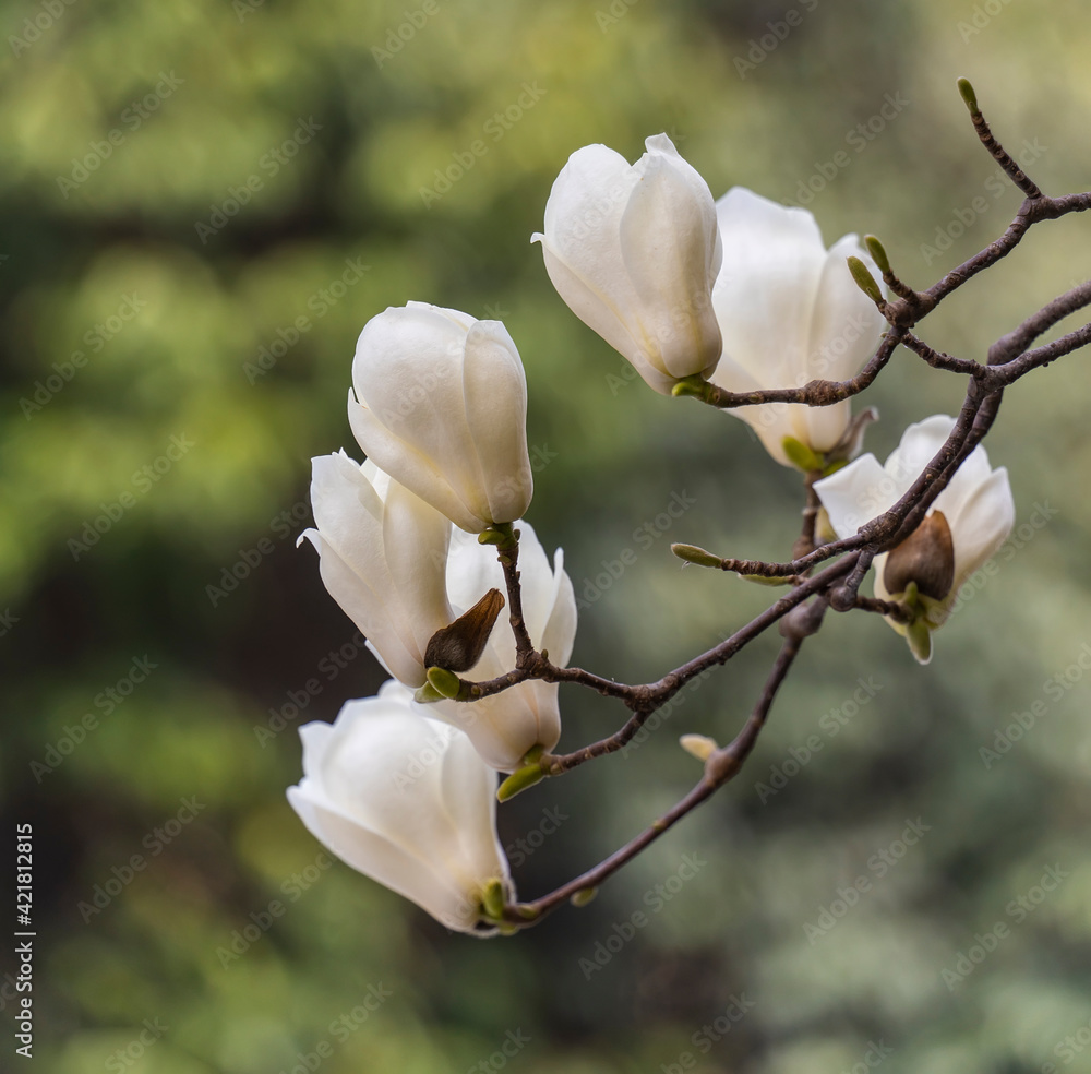 Blossoming of magnolia white flowers in spring time, natural seasonal background Blossoming of magnolia white flowers in spring time, natural seasonal background