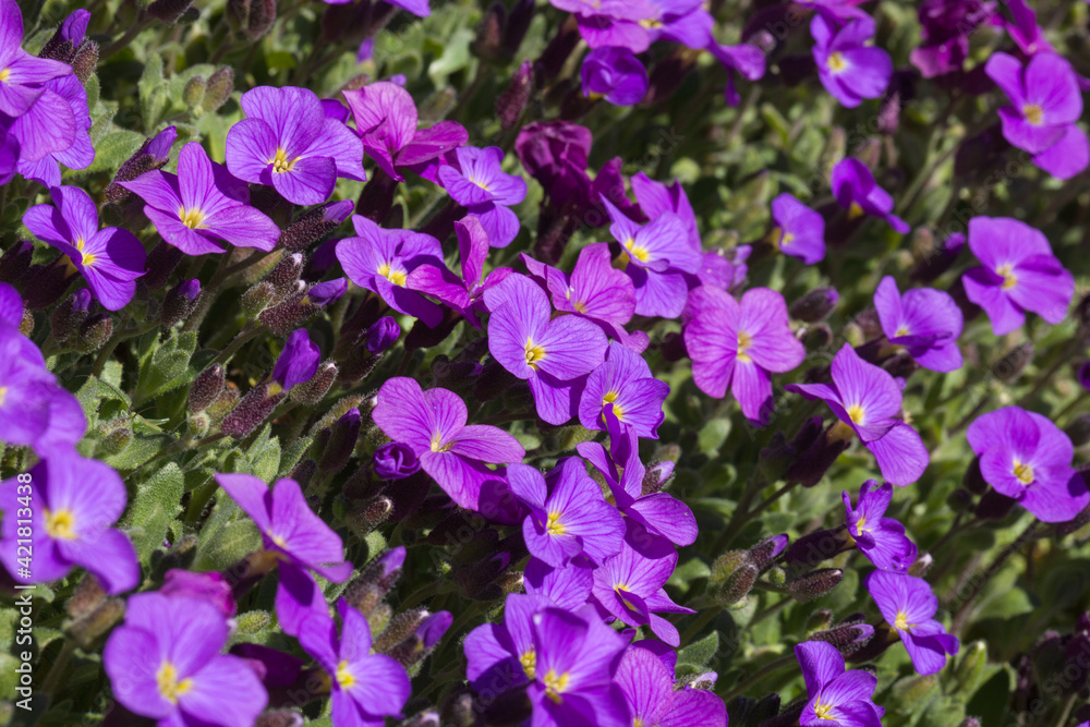 Tapis de fleurs d'aubriettes violettes