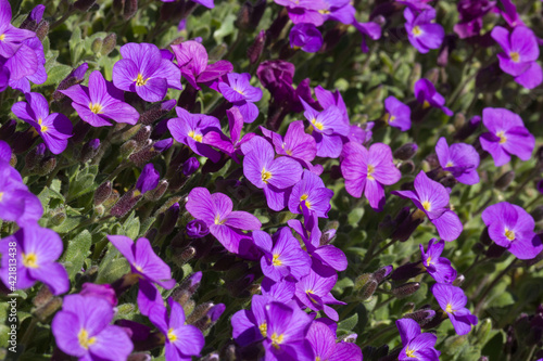 Fototapeta Naklejka Na Ścianę i Meble -  Tapis de fleurs d'aubriettes violettes