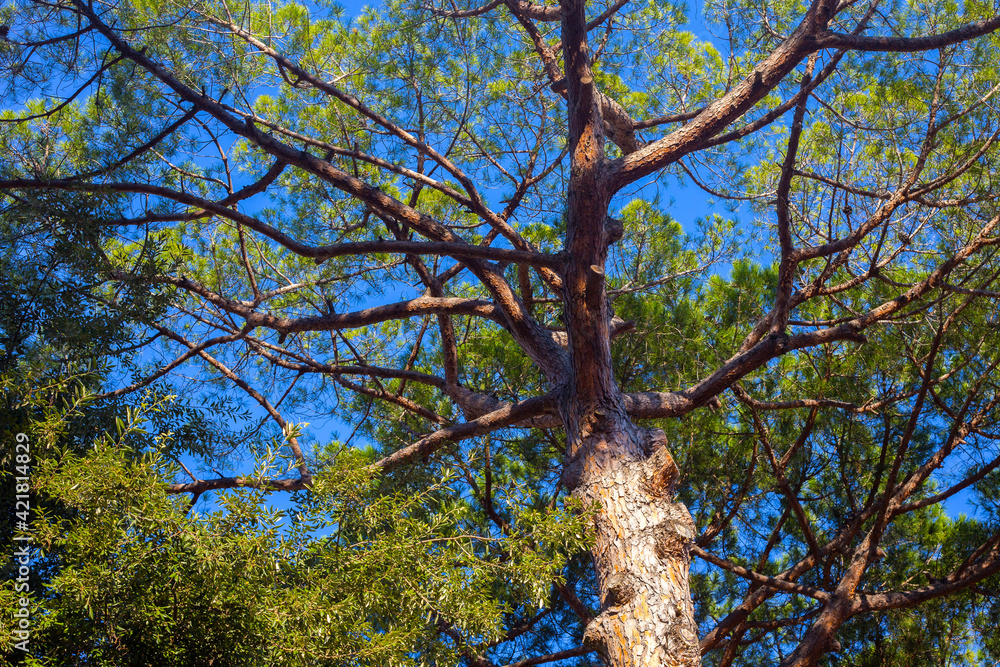 Fototapeta premium Bottom view of the crown of coniferous tree.