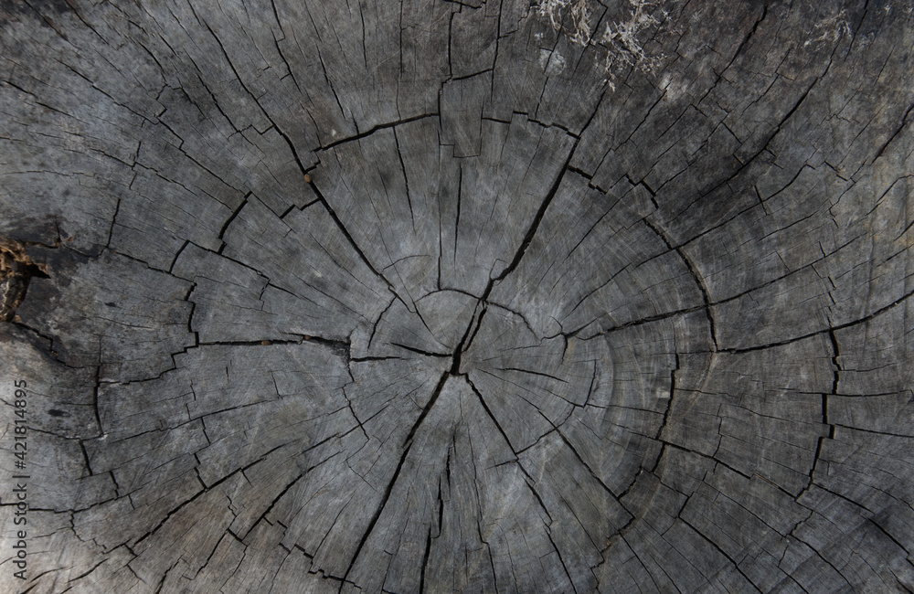 Wooden detailed texture of cut tree trunk or stump, closeup wood
