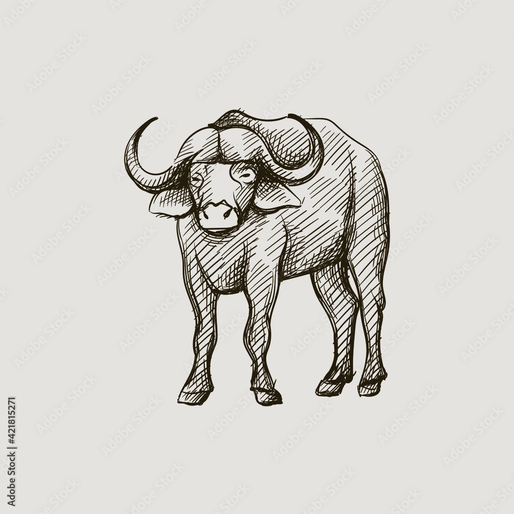 Hand-drawn black and white sketch of african buffalo on a white ...