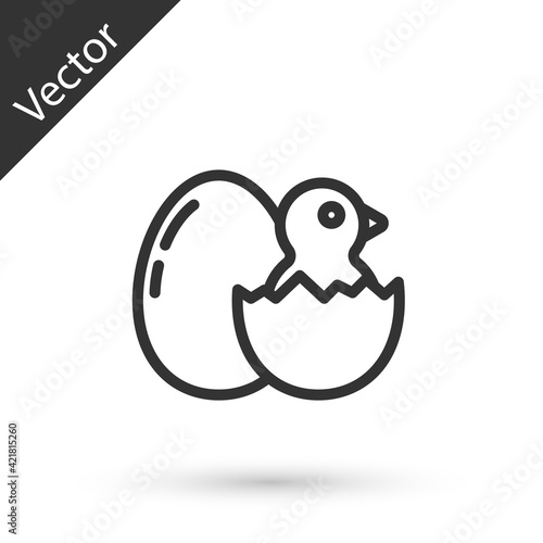 Grey line Little chick in cracked egg icon isolated on white background. Vector