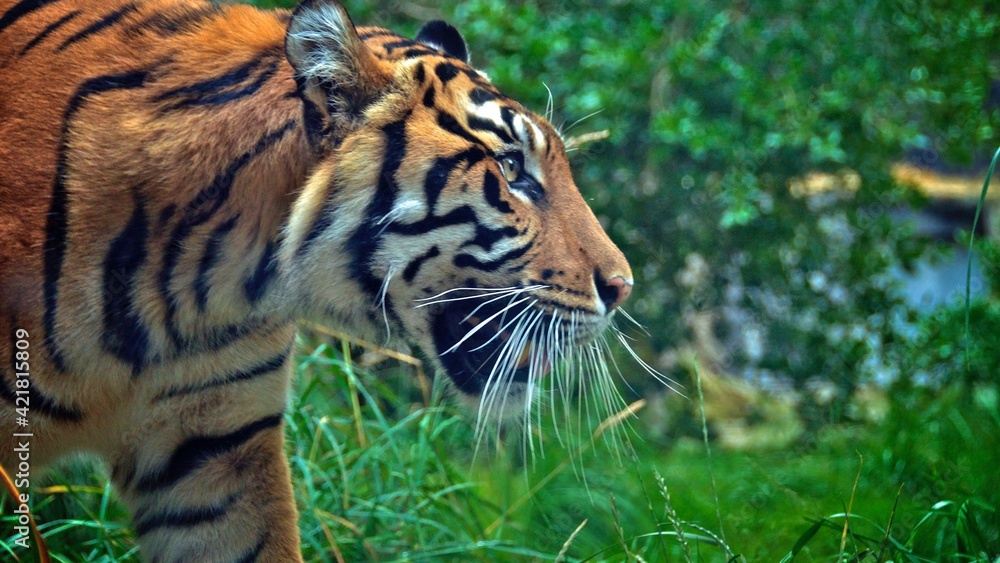 Fototapeta premium tiger