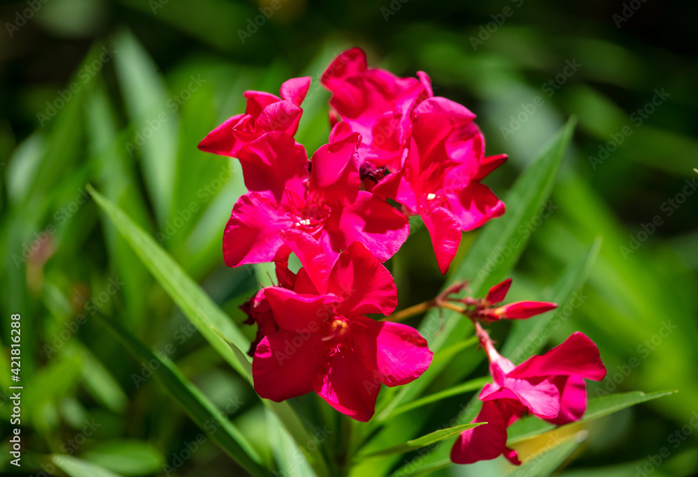 Beautiful red flower in the park. Beautiful red flower in the park.
