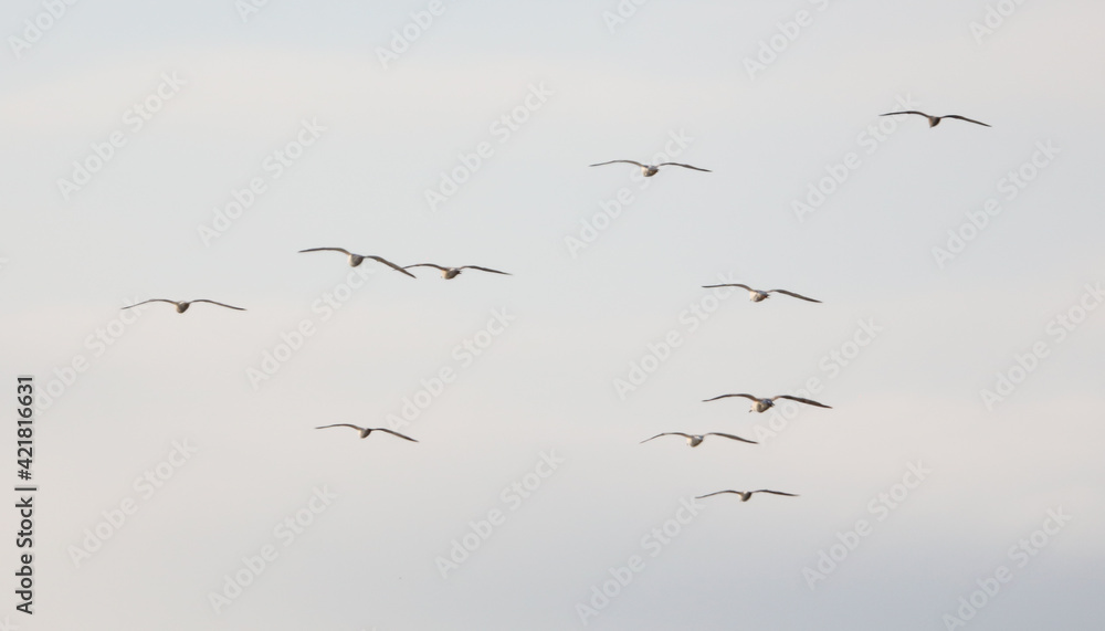 Seagulls are flying in the sky in a flock. Seagulls are flying in the sky in a flock.