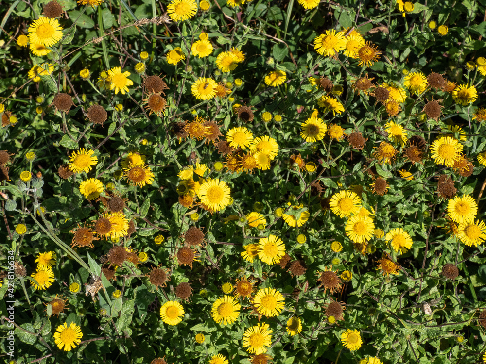 detail of yellow mountain daisies