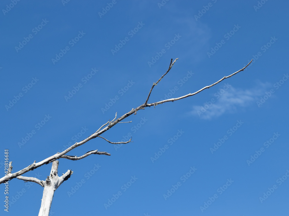 Obraz premium branches against blue sky