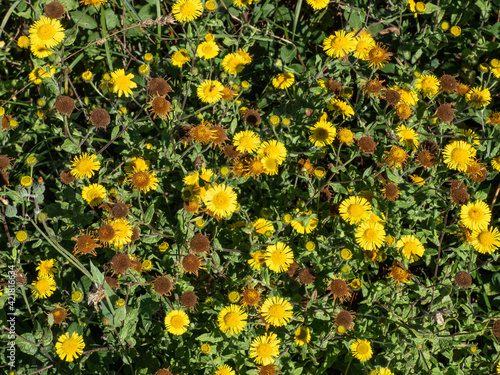 detail of yellow mountain daisies
