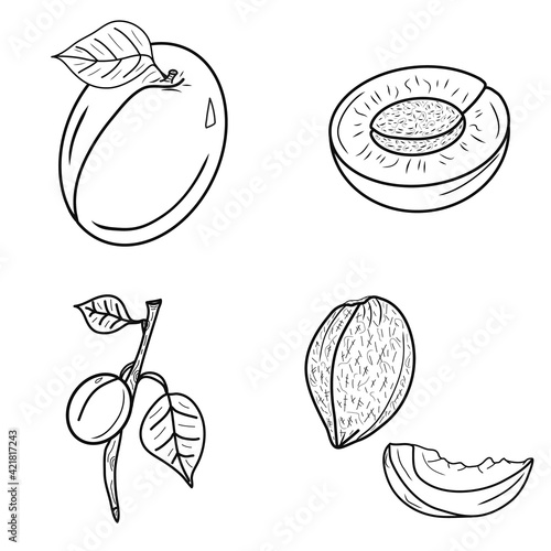 Set of creative hand drawn contour apricots icons. Branch, kernel, lobule, leaves. Idea for decors, logo, gifts, greeting, meeting, spring holidays, nature and fruit themes. Vegetarian. Isolated. 