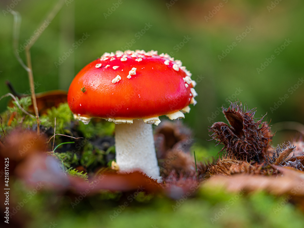 macro photography of red mushroom in the forest macro photography of red mushroom in the forest