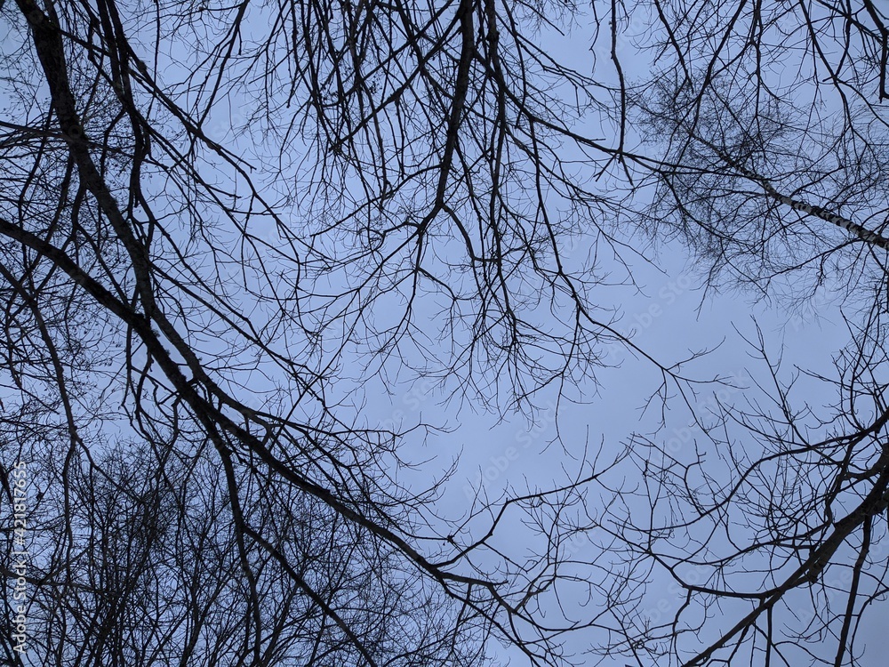 dry tree branches against a blue sky dry tree branches against a blue sky