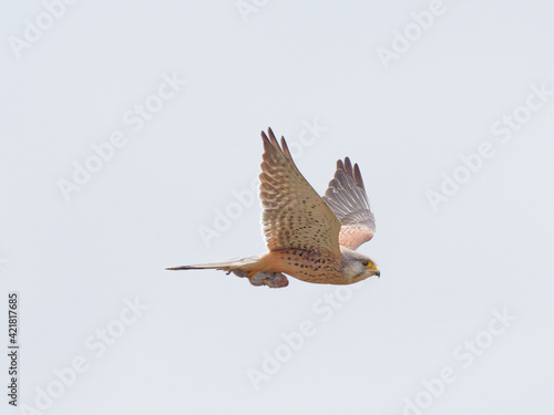 A Kestrel (Falco tinnunculus) flying away with a vole (Microtus agrestis) in its talons that it had just caught, at St Aidans RSPB reserve, in Leeds West Yorkshire