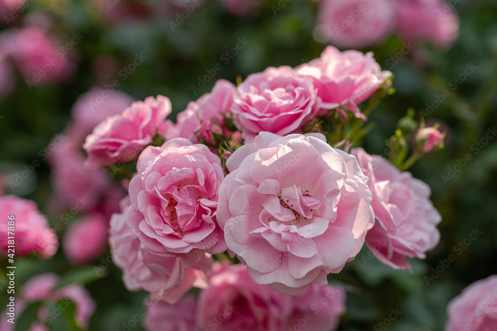 Pink roses on a flowering bush. Some flowers in blur. Pink roses on a flowering bush. Some flowers in blur.