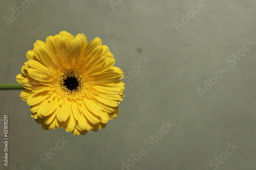 Plantas en flor en la primavera en el sur de España