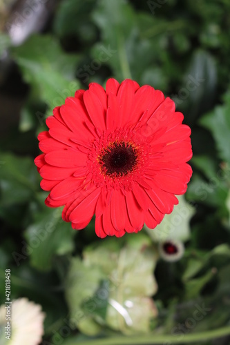 Plantas en flor en la primavera en el sur de España