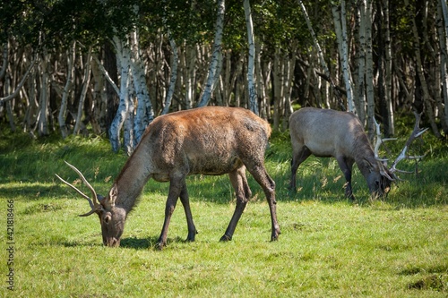 Beautiful proud deer with antlers in the park