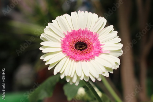 Plantas en flor en la primavera en el sur de España
