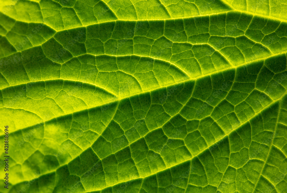 Close up of green leaf as background. Close up of green leaf as background.