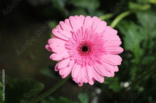 Plantas en flor en la primavera en el sur de España