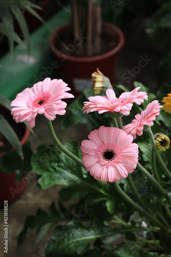 Plantas en flor en la primavera en el sur de España