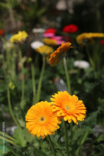 Plantas en flor en la primavera en el sur de España