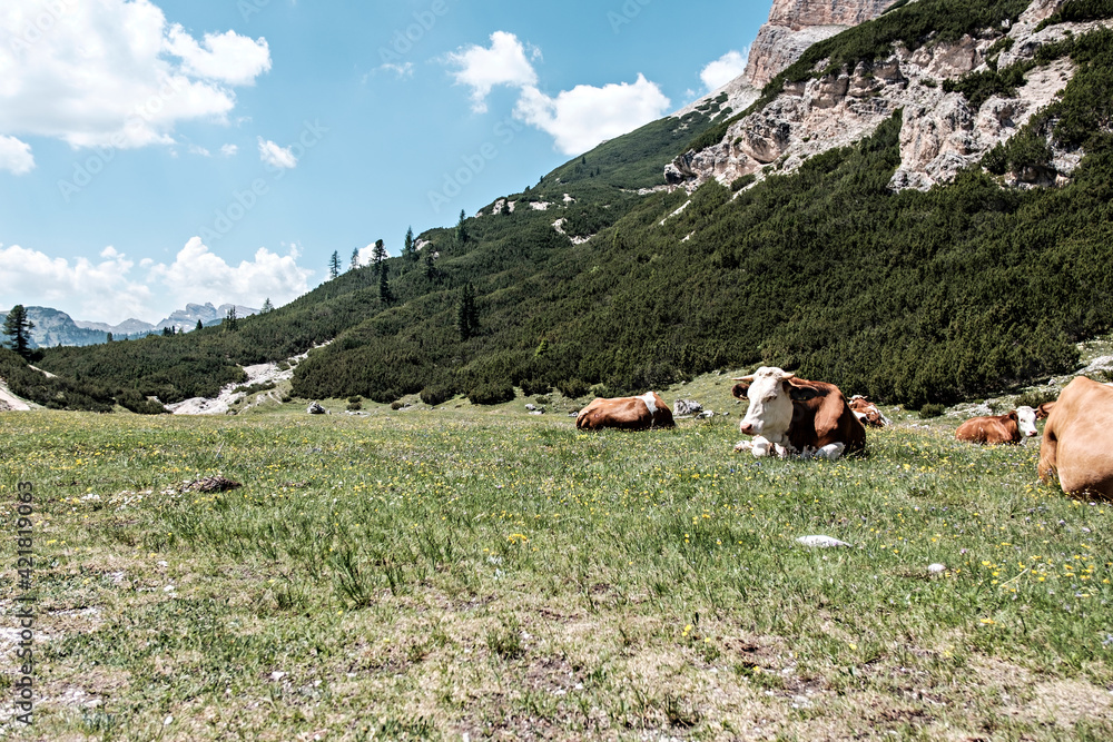 Mucche al pascolo di montagna sulle Dolomiti