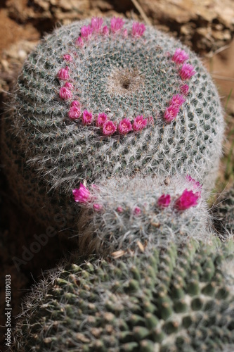 Plantas en flor en la primavera en el sur de España