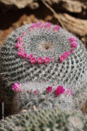Plantas en flor en la primavera en el sur de España